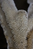 Irpex lacteus image