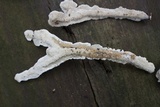 Irpex lacteus image
