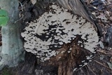 Xylobolus subpileatus image