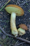 Leccinellum lepidum image