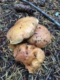 Suillus ponderosus image