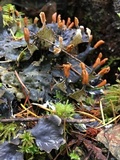 Peltigera neopolydactyla image