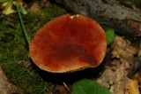 Phylloporus leucomycelinus image