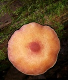 Tricholomopsis flammula image