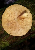 Tricholomopsis flammula image