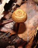 Crinipellis zonata image