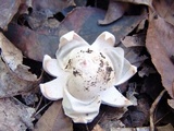 Geastrum velutinum image