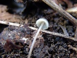 Mycena subcaerulea image