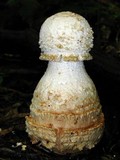 Amanita daucipes image