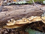 Trametopsis cervina image