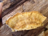 Trametopsis cervina image