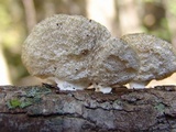 Poronidulus conchifer image