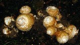 Amanita daucipes image