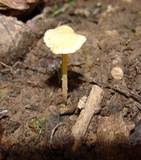 Mycena crocea image