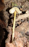 Mycena crocea image