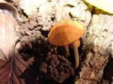 Rhizomarasmius pyrrhocephalus image