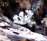 Ramariopsis kunzei image