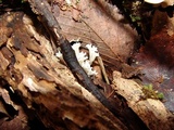 Ramariopsis kunzei image