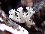 Ramariopsis kunzei image
