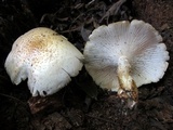 Neolentinus lepideus image