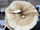 Bondarzewia berkeleyi image