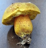 Xerocomus morrisii image