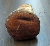 Tylopilus variobrunneus image