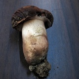Tylopilus variobrunneus image
