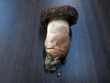 Tylopilus variobrunneus image