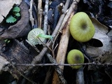 Entoloma incanum image