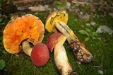 Boletus sensibilis image