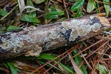 Trichaptum abietinum image