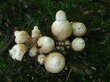 Amanita daucipes image