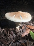 Amanita daucipes image