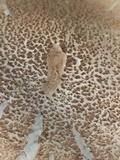 Amanita daucipes image