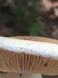 Amanita daucipes image