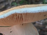 Amanita daucipes image