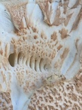 Amanita daucipes image