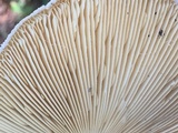 Amanita daucipes image