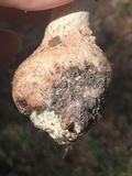 Amanita daucipes image