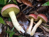 Xerocomus illudens image