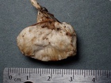 Postia ptychogaster image