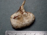 Postia ptychogaster image
