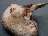 Postia ptychogaster image