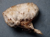 Postia ptychogaster image