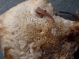 Postia ptychogaster image