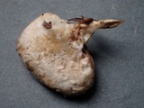 Postia ptychogaster image
