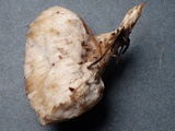 Postia ptychogaster image