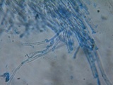 Postia ptychogaster image
