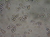 Postia ptychogaster image